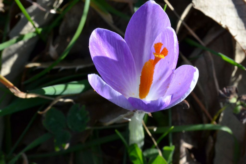 Crocus vernus e altri crocus ?